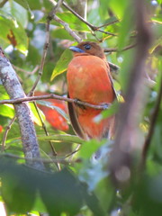 Harpactes duvaucelii