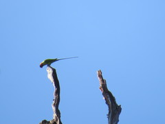 Psittacula longicauda