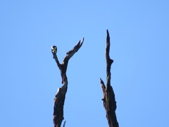 Microhierax latifrons