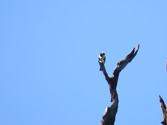 Microhierax latifrons