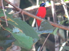 Harpactes duvaucelii