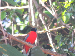 Harpactes duvaucelii