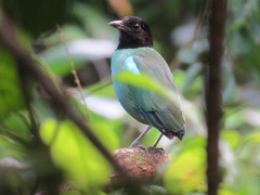 Hooded Pitta photo 2