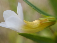 Gratiola officinalis