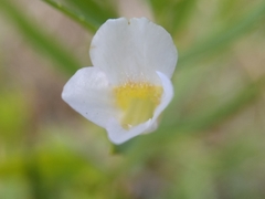 Gratiola officinalis