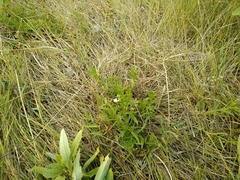 Gratiola officinalis