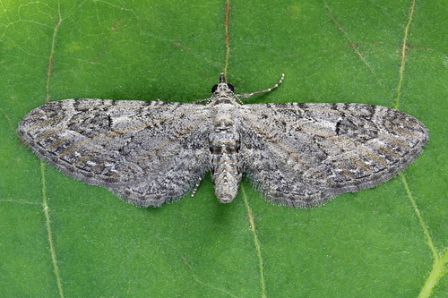 Eupithecia ochridata