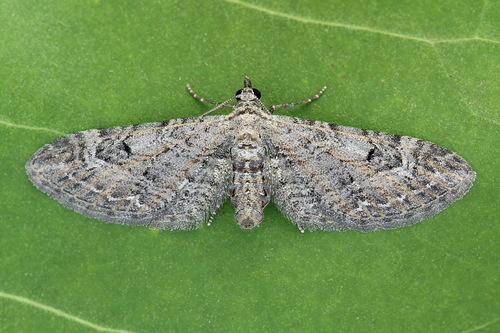 Eupithecia ochridata