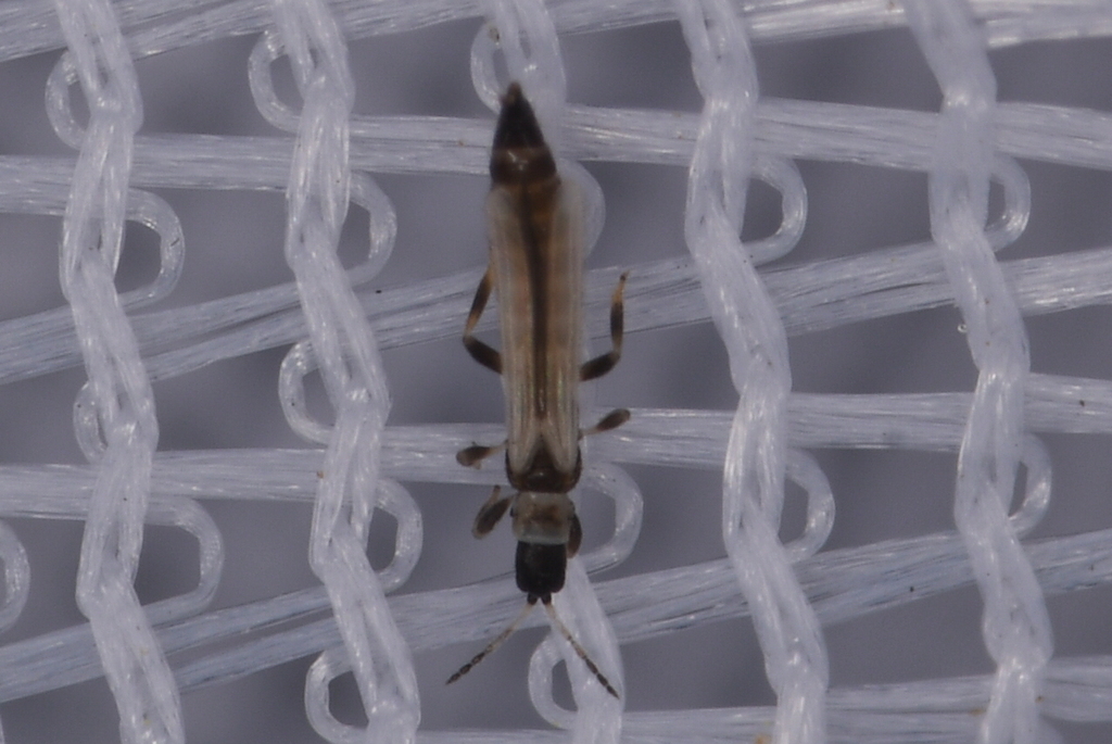 Thrips