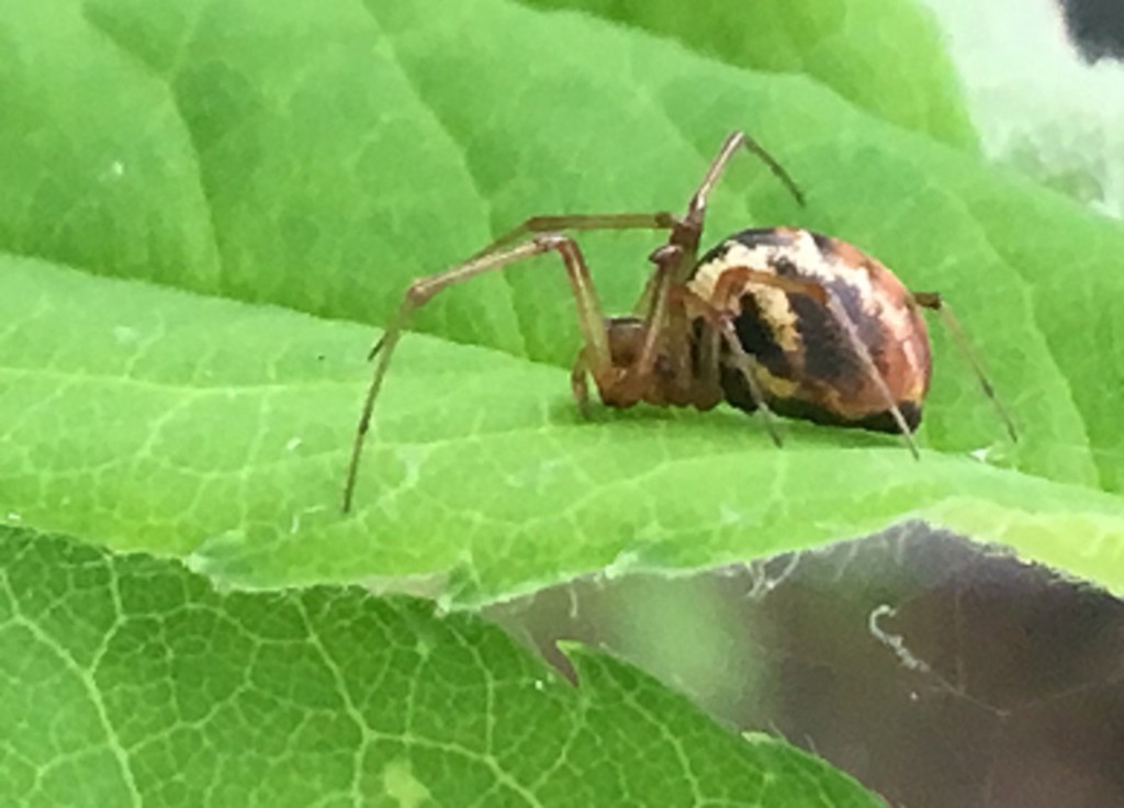 Double Sheet-web Weaver