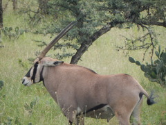 Oryx beisa beisa