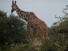 Giraffa camelopardalis reticulata