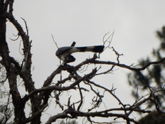 Corythaixoides leucogaster
