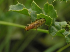 Tetanocera plebeja