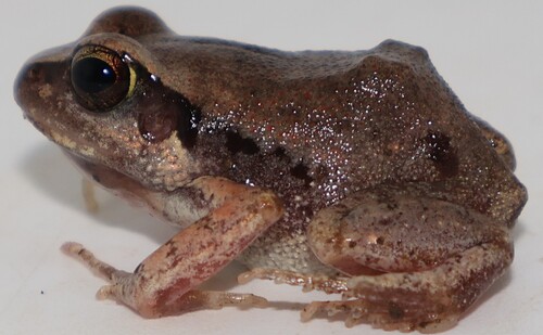 Common Squeaker