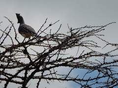 Corythaixoides leucogaster