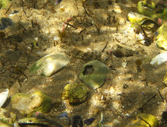 Nesogobius maccullochi