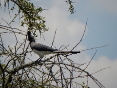 Corythaixoides leucogaster