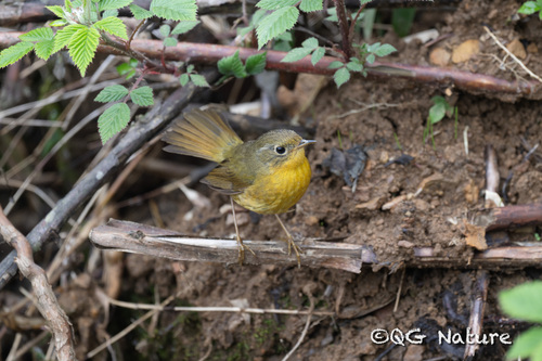 Golden Bush Robin (Tarsiger chrysaeus), photo 5