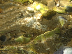 Nesogobius maccullochi