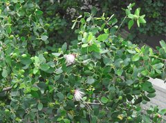 Sonneratia caseolaris