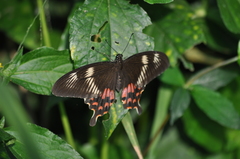 Papilio polytes romulus