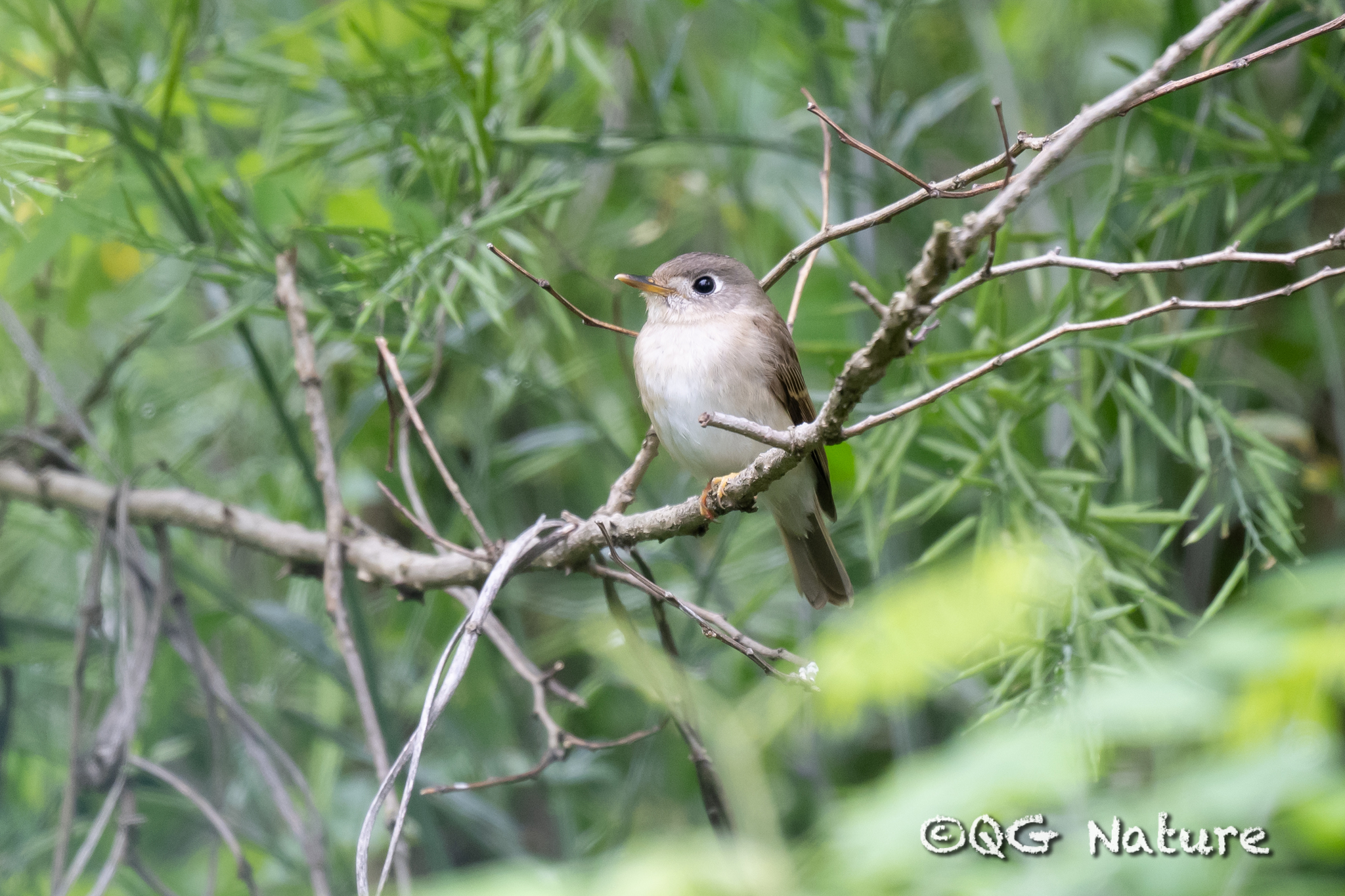 Brown-breasted Flycatcher