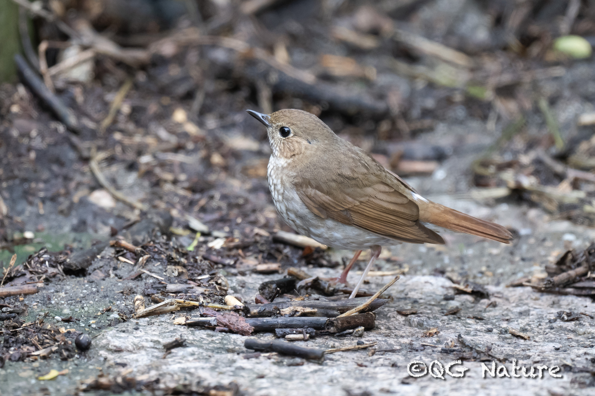 Rufous-tailed Robin