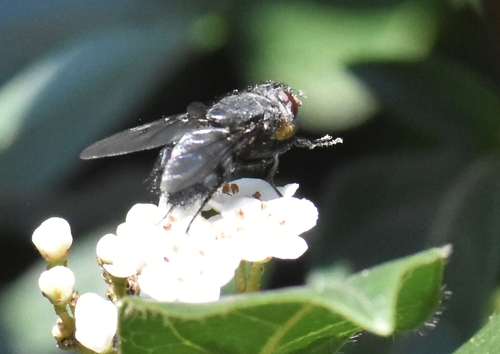 Orange-bearded Bluebottle Fly, Groesbeek, Nederland, photo 5 of 10