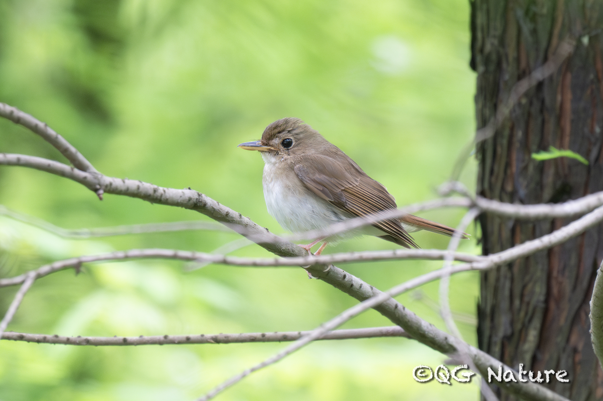 Brown-chested Jungle Flycatcher