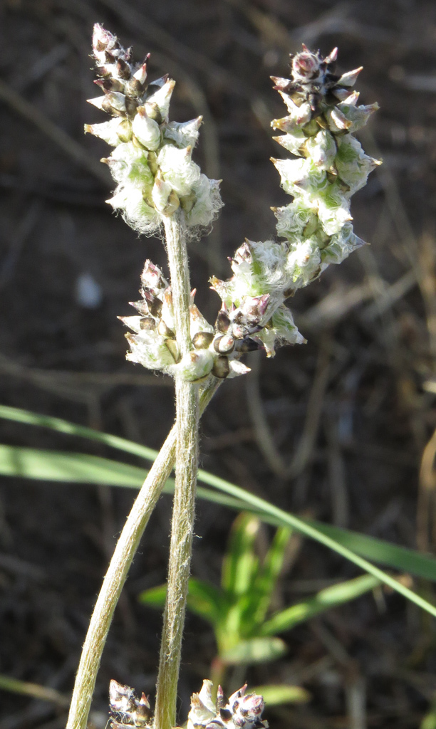 Froelichia gracilis