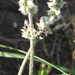 Froelichia gracilis - Photo (c) Lee Elliott, algunos derechos reservados (CC BY-NC-SA), subido por Lee Elliott