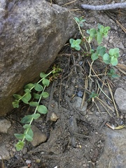 Epilobium obcordatum