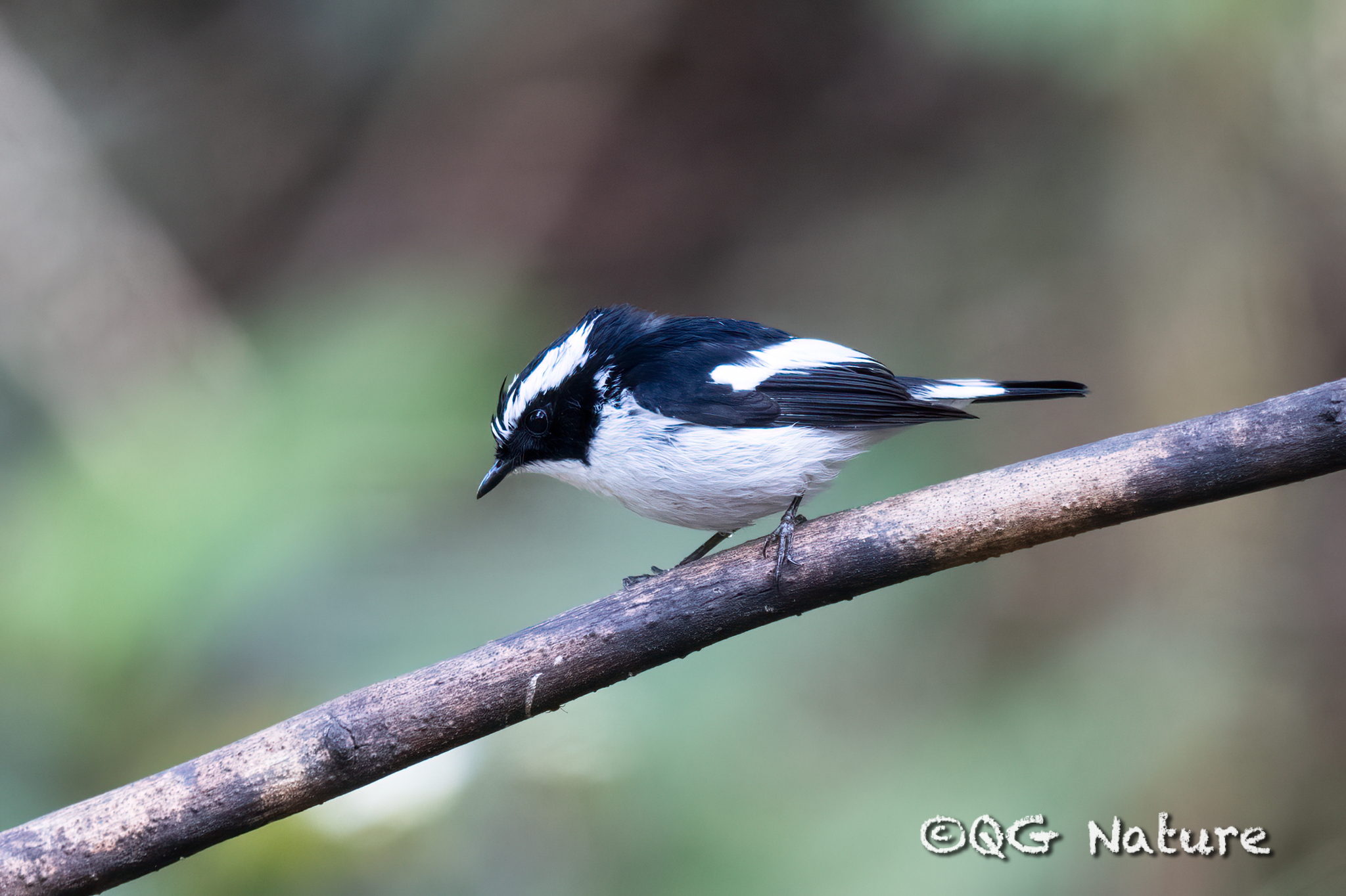 Little Pied Flycatcher