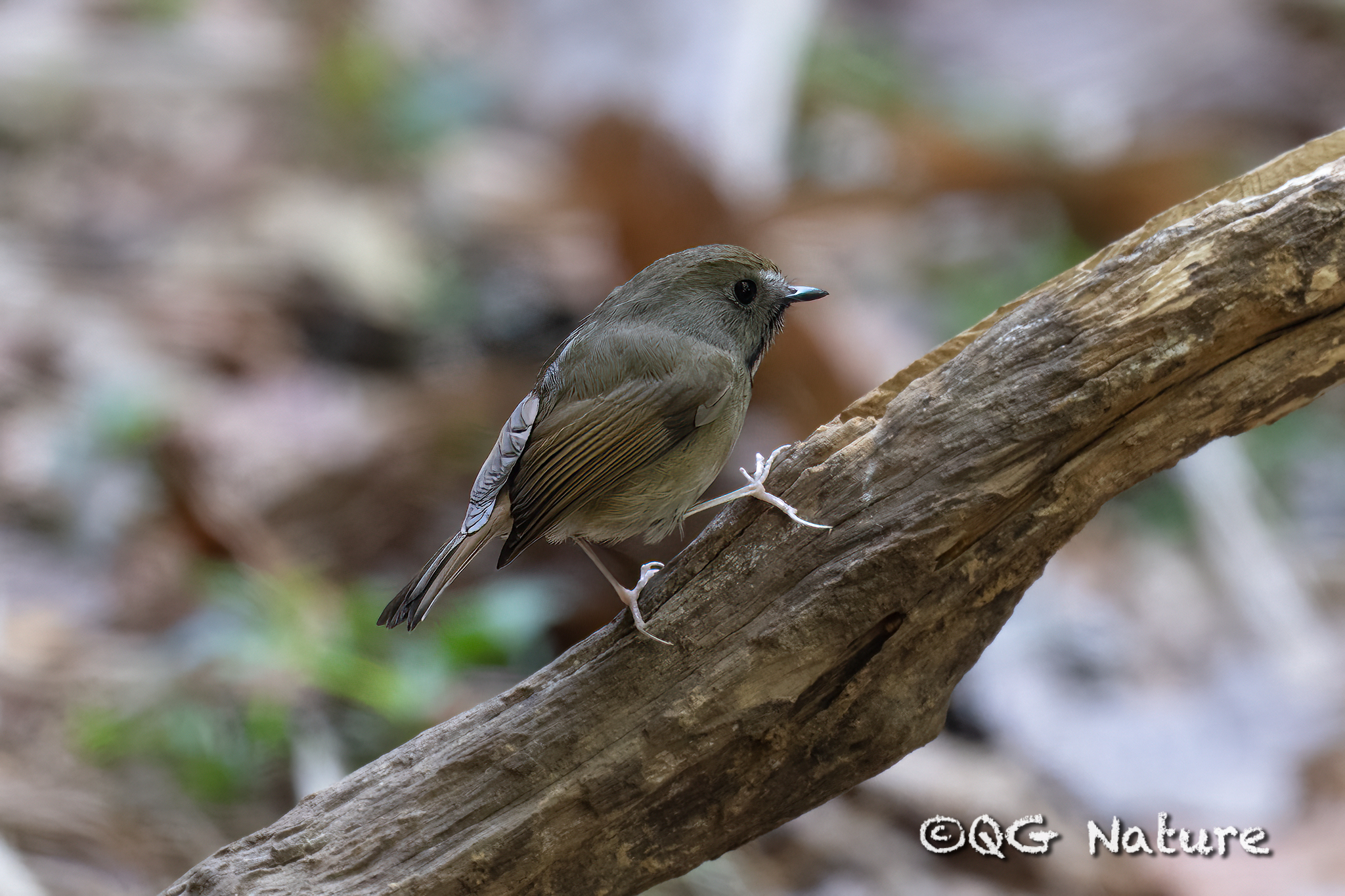 White-gorgeted Flycatcher