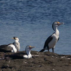Phalacrocorax varius hypoleucos