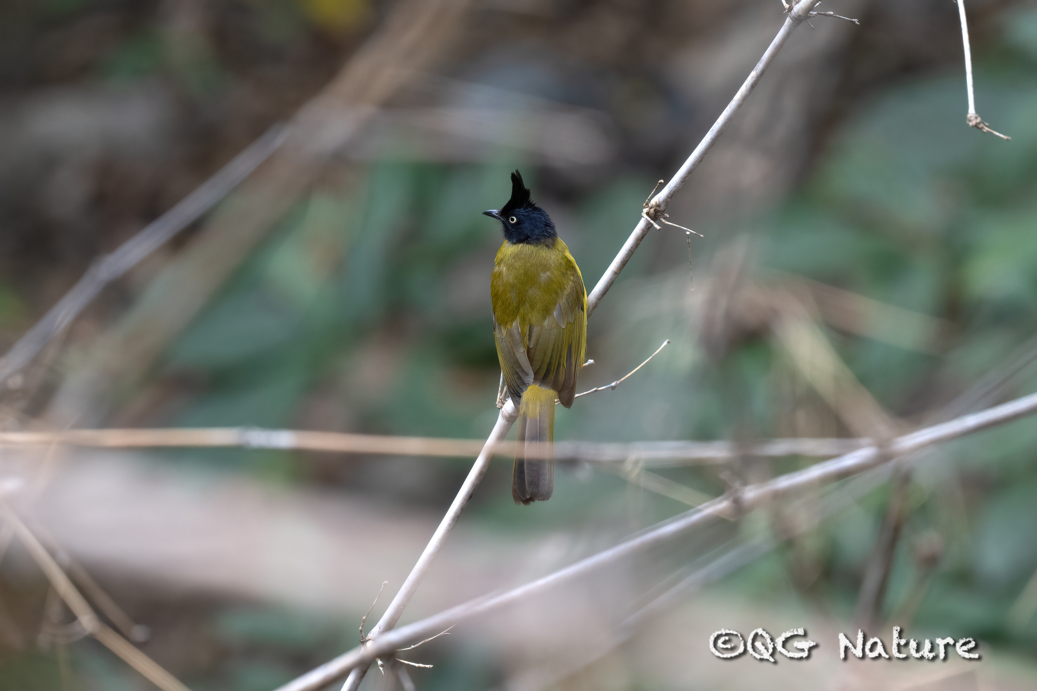 Black-crested Bulbul