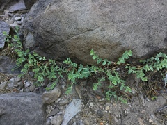 Epilobium obcordatum