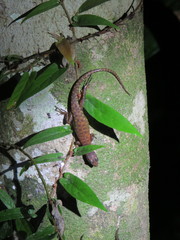 Sphenomorphus sabanus