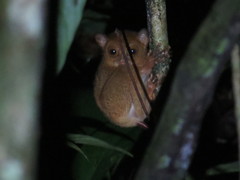 Cephalopachus bancanus borneanus