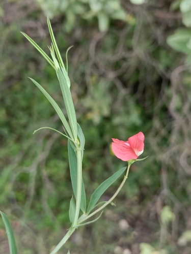 Image of Lathyrus amphicarpos by no rights reserved