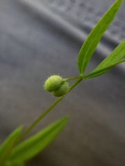 Galium bifolium
