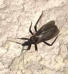 Triatoma rubida