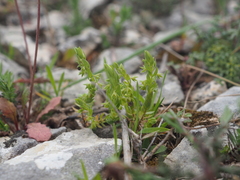 Lysimachia linum-stellatum, photograph Augustin Soulard, CC BY, iNaturalist via GBIF