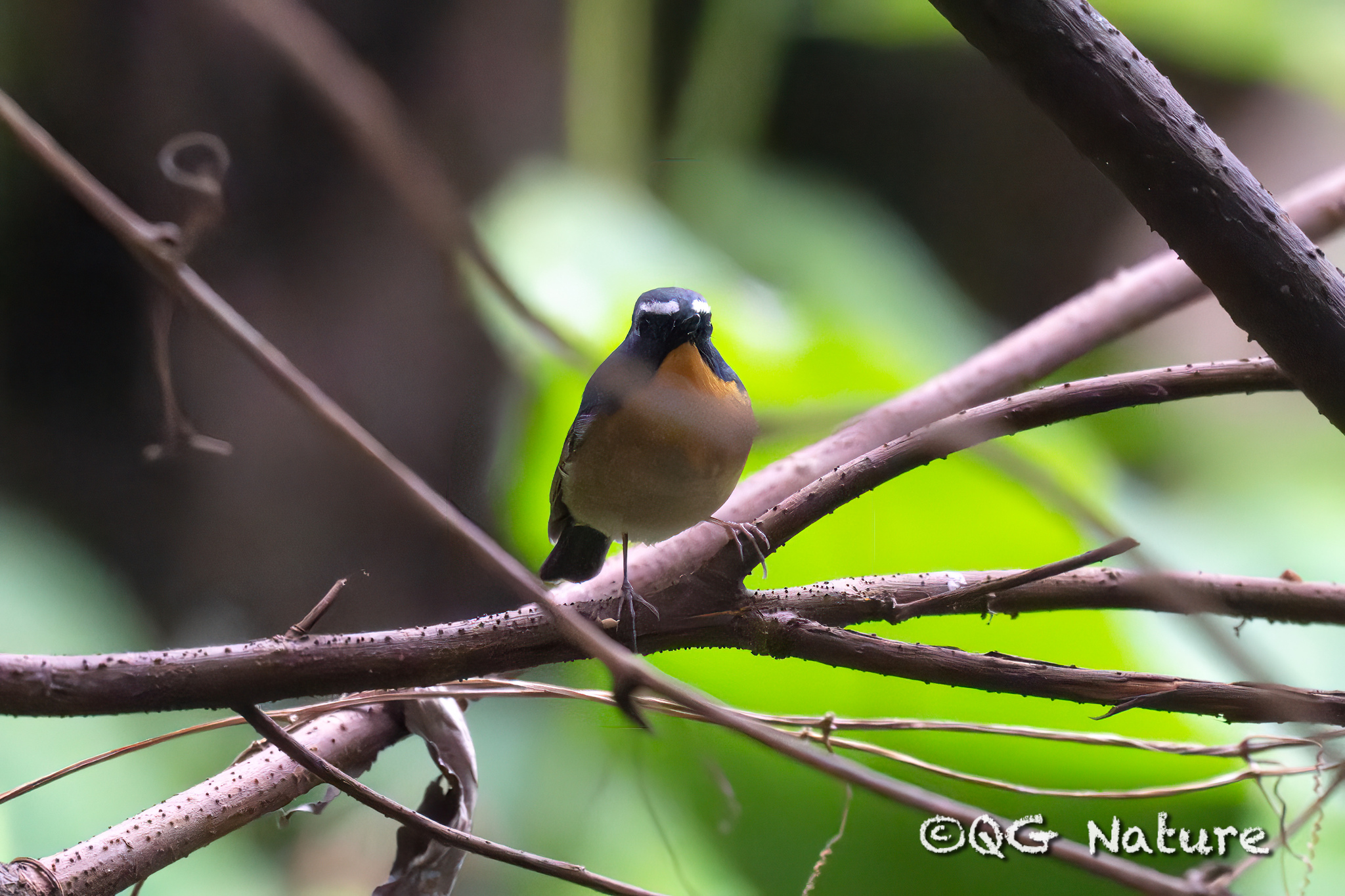 Snowy-browed Flycatcher
