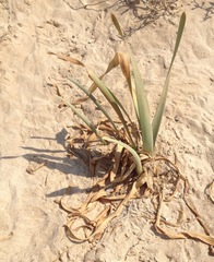 Pancratium maritimum