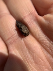 Capnodis tenebricosa