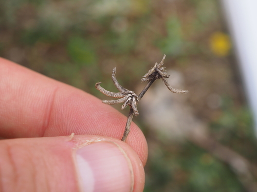 Image of Medicago monspeliaca by (c) Augustin Soulard, some rights reserved (CC BY)