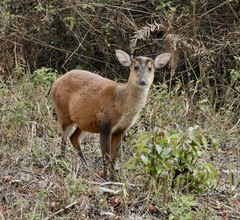 Muntiacus vaginalis
