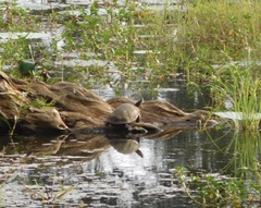 Melanochelys trijuga